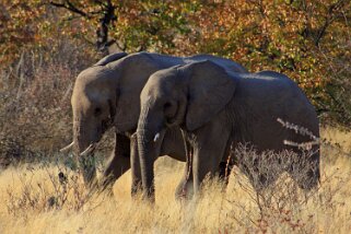 Etosha National Park